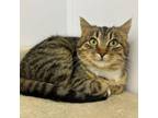 Adopt Tali - Bonded with Talullah a Domestic Short Hair