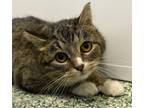 Adopt Talullah - bonded with Tali a Domestic Short Hair