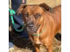 Adopt Abby a Mixed Breed