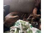 Adopt Delilah a Boxer