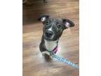 Adopt Mighty Mellie! a Whippet, Shepherd