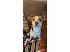 Adopt Buffy a English Pointer, Pit Bull Terrier