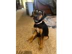 Adopt Maisie a Black and Tan Coonhound