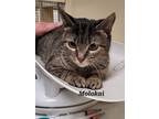 Adopt Molokai a Domestic Short Hair