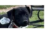 Adopt Deputy Dawgs: Tootsie (CP) a Labrador Retriever