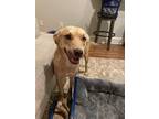 Adopt AMBER a Labrador Retriever