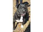 Adopt Turan a American Bully