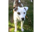 Adopt Jacie a Pit Bull Terrier