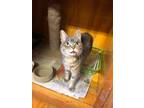 Adopt Lorelei a Domestic Short Hair