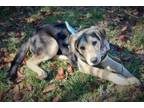 Adopt Harper Leigh a German Shepherd Dog, Hound