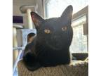 Adopt Amelia a Domestic Short Hair