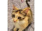 Adopt Makeala a Calico, Tabby