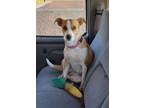 Adopt Eloise a Pit Bull Terrier, Cattle Dog