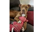 Adopt Ember a American Staffordshire Terrier