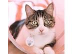 Adopt Tulip a Domestic Short Hair