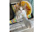 Adopt Hepburn a American Shorthair