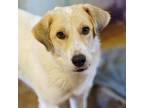 Adopt Christie a Great Pyrenees, Anatolian Shepherd