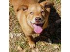 Adopt Cassie a Labrador Retriever, Australian Cattle Dog / Blue Heeler