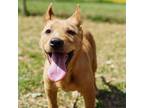 Adopt Cora a Labrador Retriever, Australian Cattle Dog / Blue Heeler