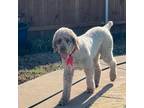 Adopt Coco (Dallas) a Standard Poodle