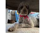 Adopt Coco (Dallas) a Standard Poodle