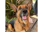 Adopt Lainey a German Shepherd Dog