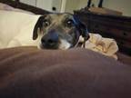 Adopt Baylie a Catahoula Leopard Dog, Black Mouth Cur