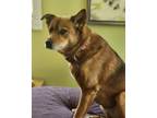 Adopt Jan - Bonded With Rocky Dogbona a Mixed Breed