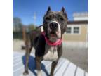 Adopt Junie B a Pit Bull Terrier