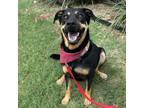 Adopt Eve Nine a German Shepherd Dog, Rottweiler