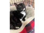 Adopt Royal a Tuxedo