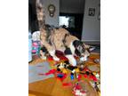 Adopt Tigress a Calico, Domestic Short Hair