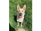 Adopt Si a German Shepherd Dog