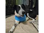 Adopt Pumpkin a Cattle Dog, Pointer