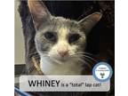 Adopt Whiney a Domestic Short Hair