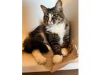 Adopt Beatrice a Tabby