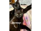Adopt Deedee and Mortimer a Domestic Short Hair