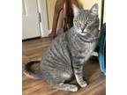 Adopt Calliope. a Domestic Short Hair