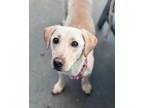 Adopt Bessie a Yellow Labrador Retriever, Dachshund