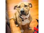 Adopt Tassels a Mastiff, American Staffordshire Terrier