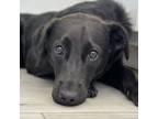 Adopt Raven a Black Labrador Retriever