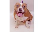Adopt Adorable Amelia a American Staffordshire Terrier