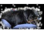 Adopt Little Rosie a Black Russian Terrier, Dachshund