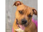 Adopt Stormi a American Staffordshire Terrier