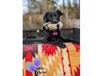 Adopt Envelope - Mail Litter a Mixed Breed