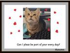 Adopt Autumn bonded with Amber a Tabby