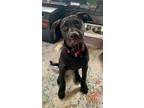 Adopt Honey Bun a Black Labrador Retriever, Mixed Breed