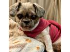 Adopt Eve a Shih Tzu