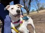 Adopt ROXIE a Catahoula Leopard Dog, Pit Bull Terrier