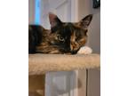 Adopt Carlita a Tortoiseshell